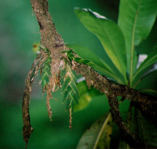 Oberonia disticha