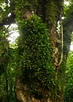 Stolzia compacta subsp. purpurata