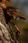 Bulbophyllum elliotii