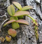 Bulbophyllum elliotii