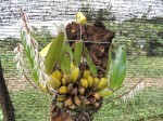 Bulbophyllum fuscum var. melinostachyum