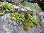 Bulbophyllum fuscum var. melinostachyum
