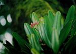 Bulbophyllum longiflorum