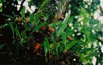 Bulbophyllum longiflorum