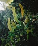 Bulbophyllum maximum