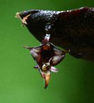 Bulbophyllum maximum