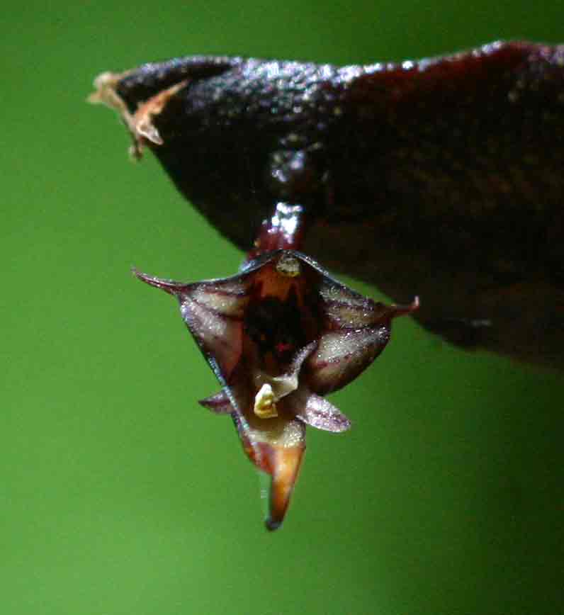 Bulbophyllum maximum