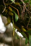 Bulbophyllum unifoliatum subsp. infracarinatum