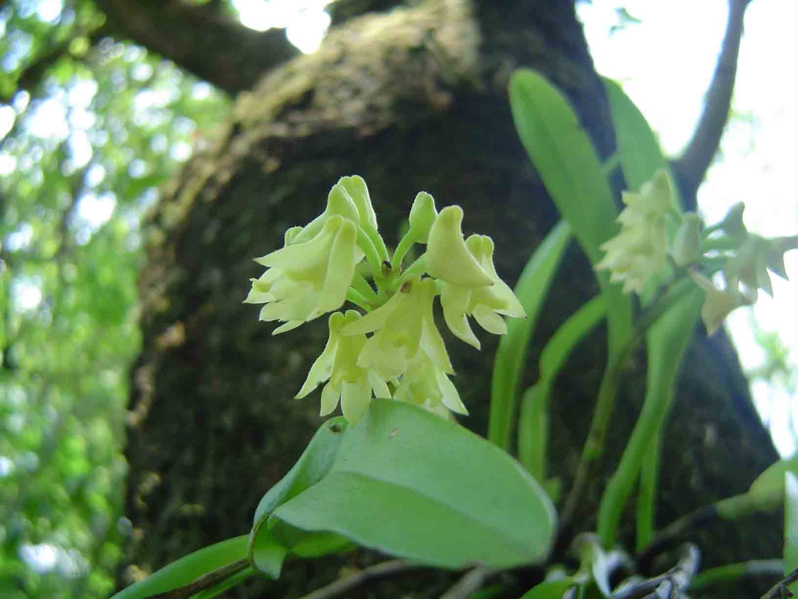 Polystachya albescens subsp. imbricata