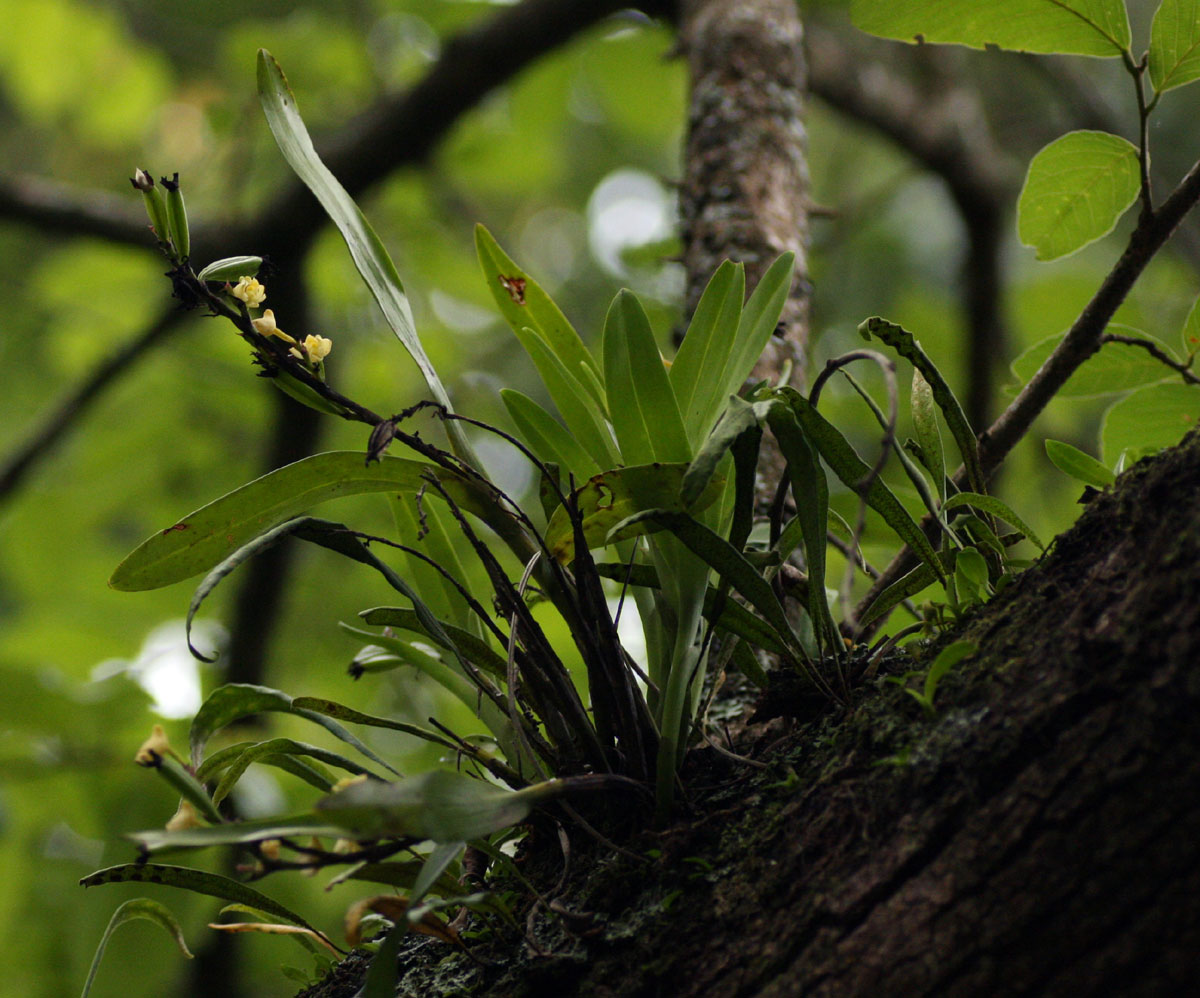 Polystachya albescens subsp. imbricata