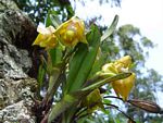 Polystachya campyloglossa