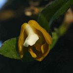 Polystachya campyloglossa