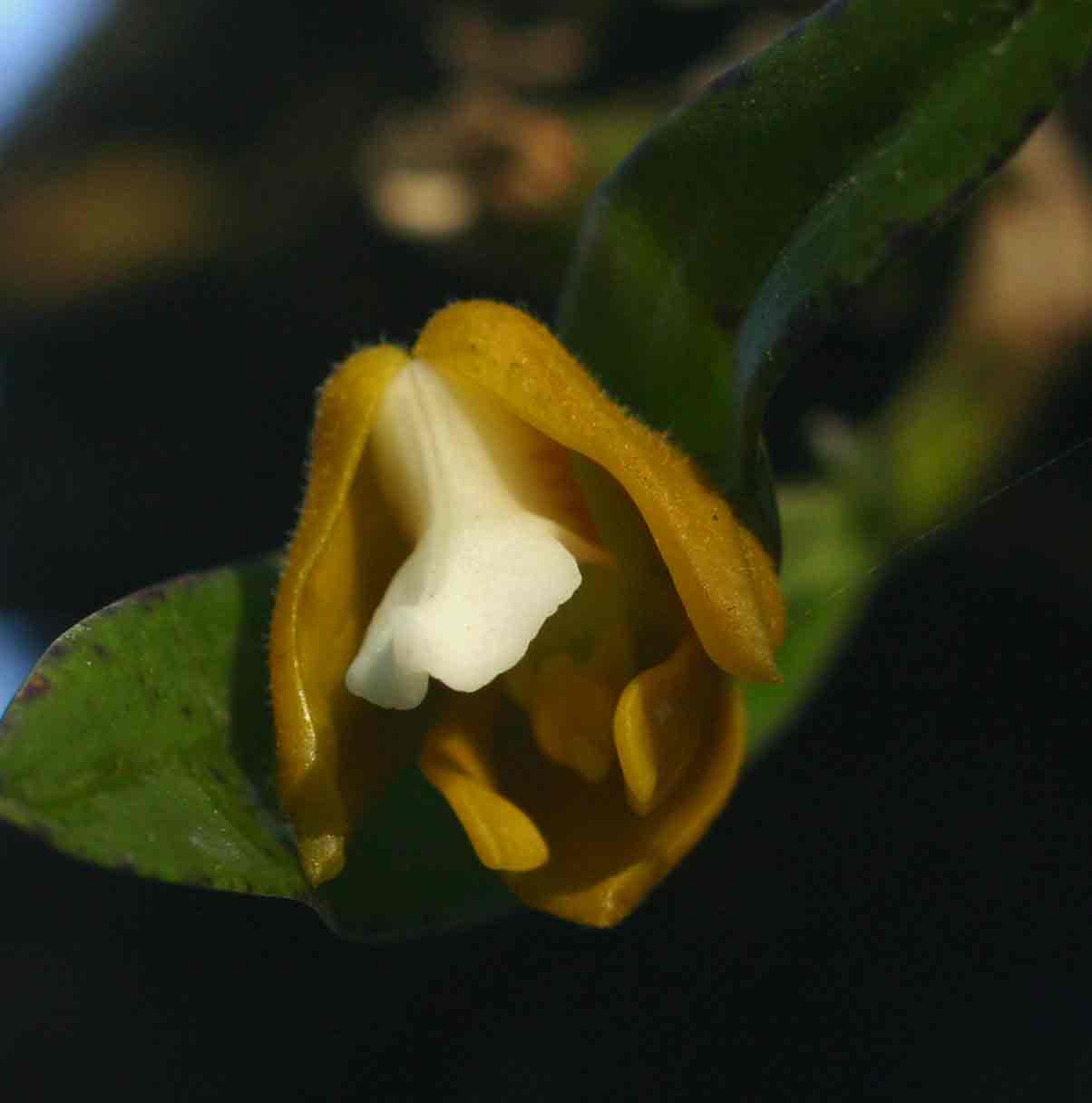 Polystachya campyloglossa