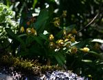 Polystachya campyloglossa