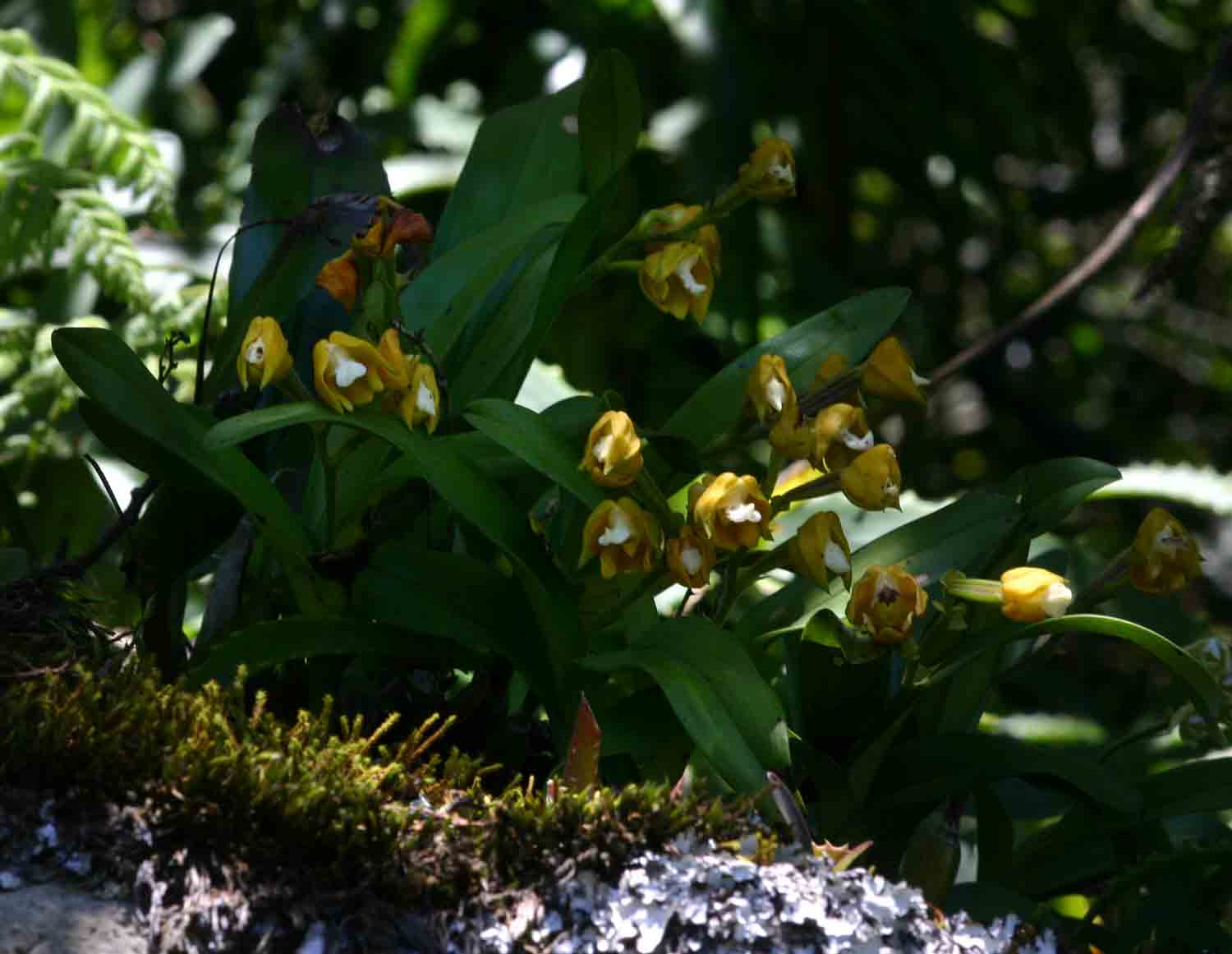 Polystachya campyloglossa