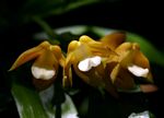 Polystachya campyloglossa