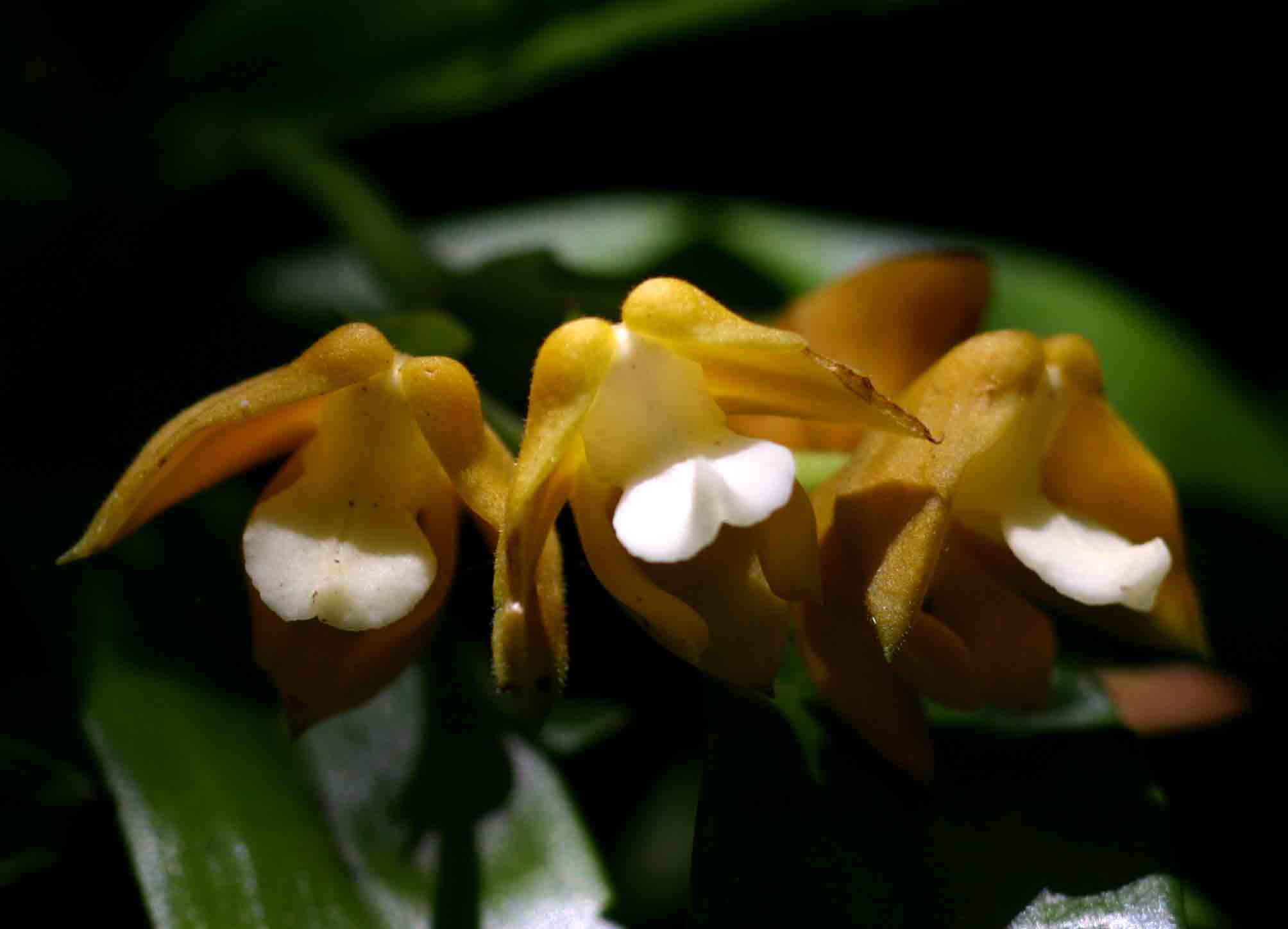 Polystachya campyloglossa