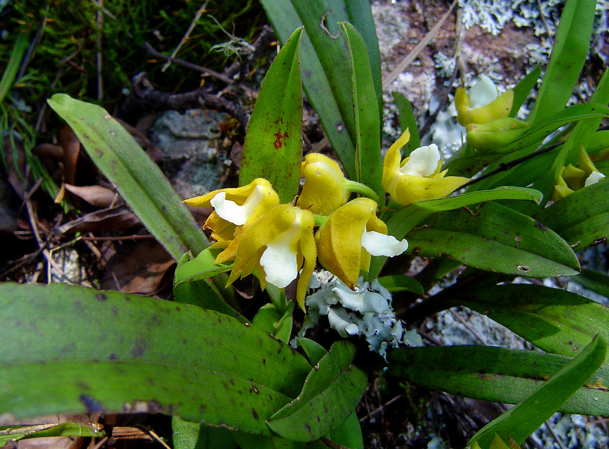 Polystachya campyloglossa