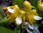 Polystachya campyloglossa