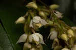 Polystachya cultriformis