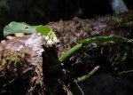 Polystachya cultriformis
