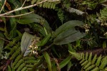 Polystachya cultriformis