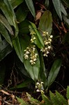 Polystachya cultriformis