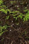 Polystachya dendrobiiflora