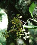 Polystachya fusiformis