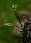 Polystachya modesta