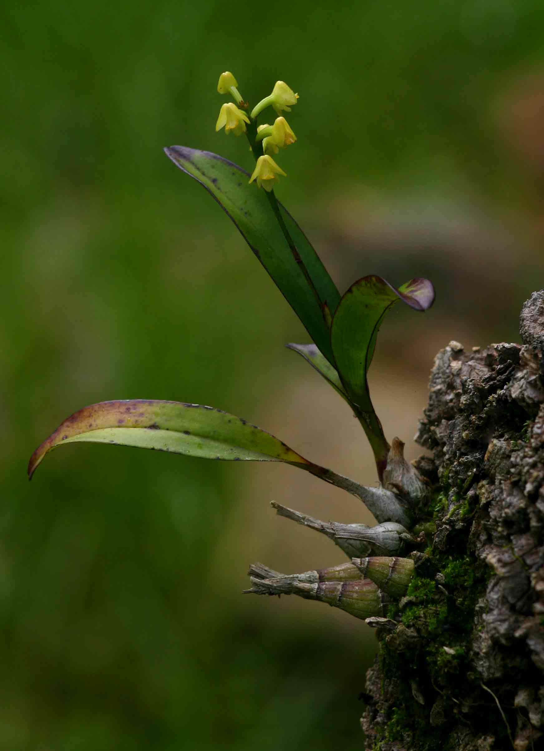 Polystachya modesta