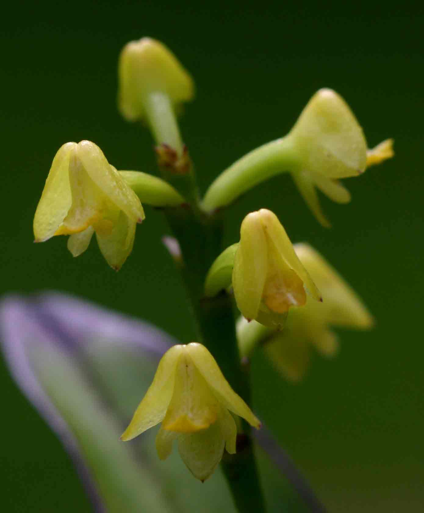 Polystachya modesta