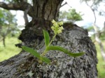 Polystachya modesta