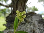 Polystachya modesta