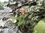 Polystachya modesta