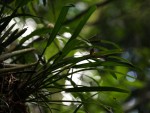 Polystachya subumbellata