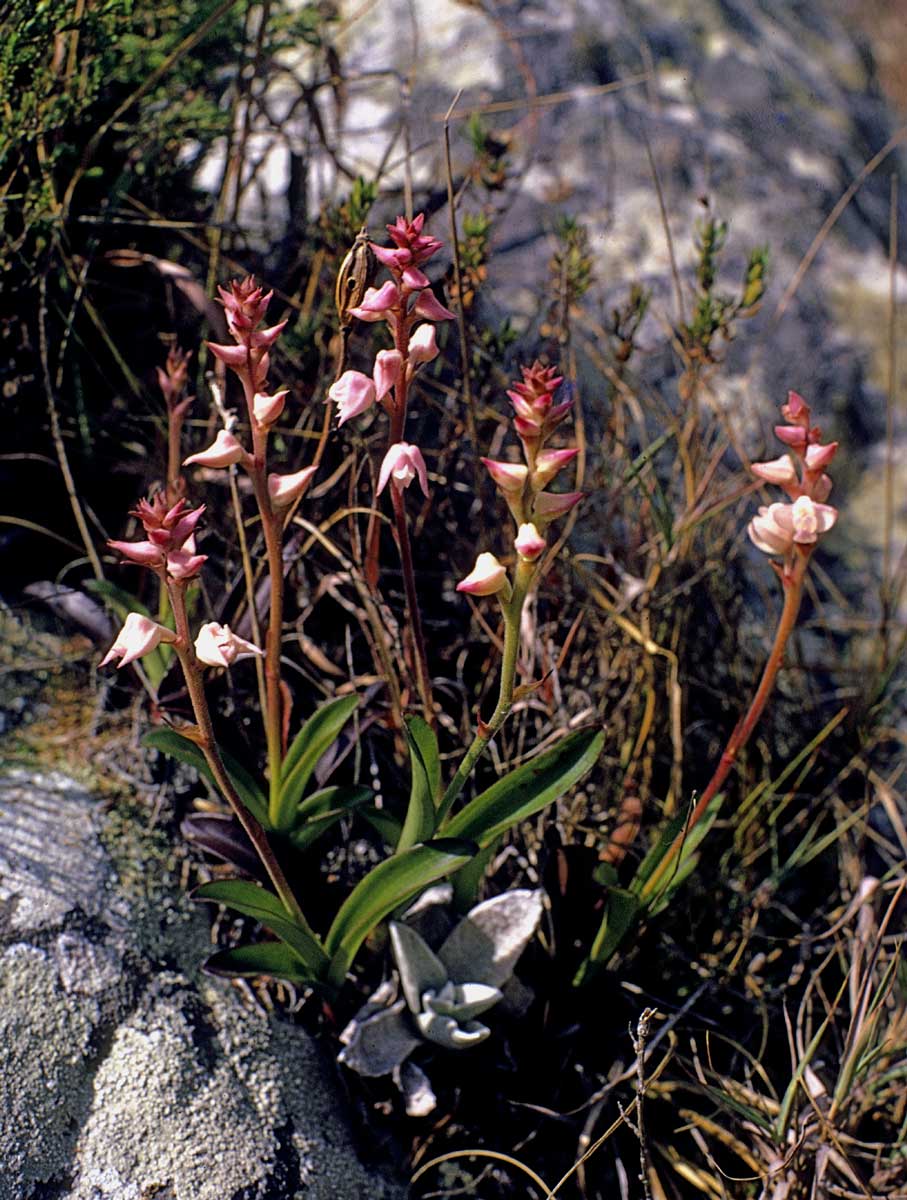 Polystachya valentina