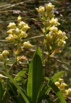 Polystachya zambesiaca