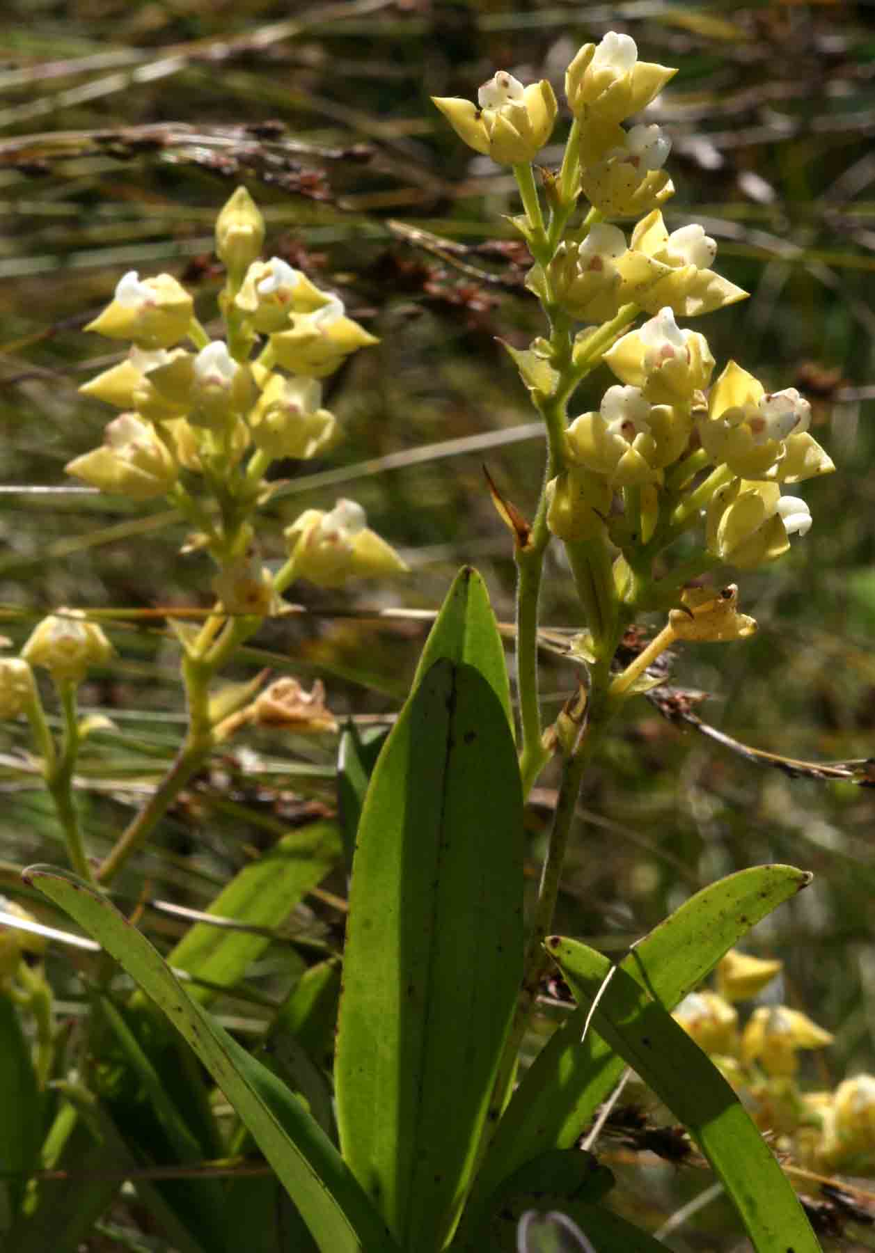 Polystachya zambesiaca