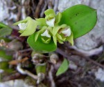 Polystachya zambesiaca