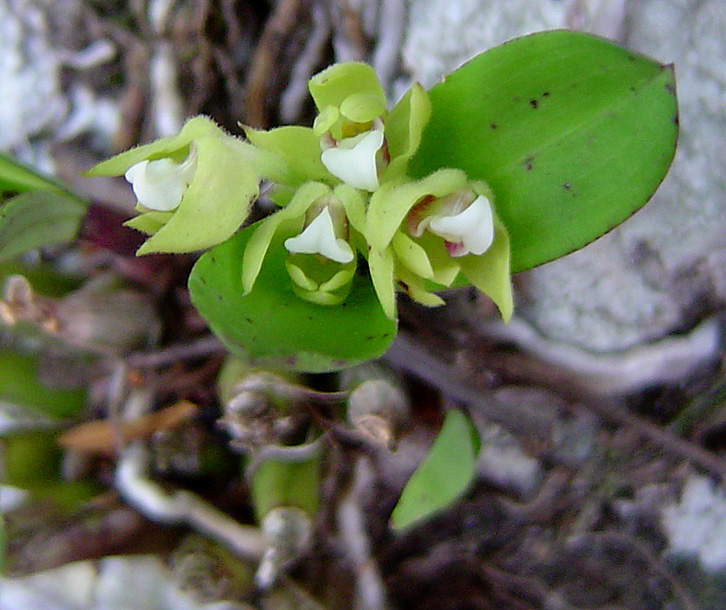 Polystachya zambesiaca
