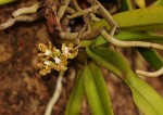 Acampe pachyglossa