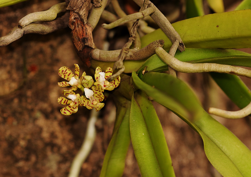 Acampe pachyglossa