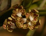 Acampe pachyglossa