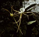 Angraecum conchiferum