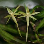 Angraecum cultriforme