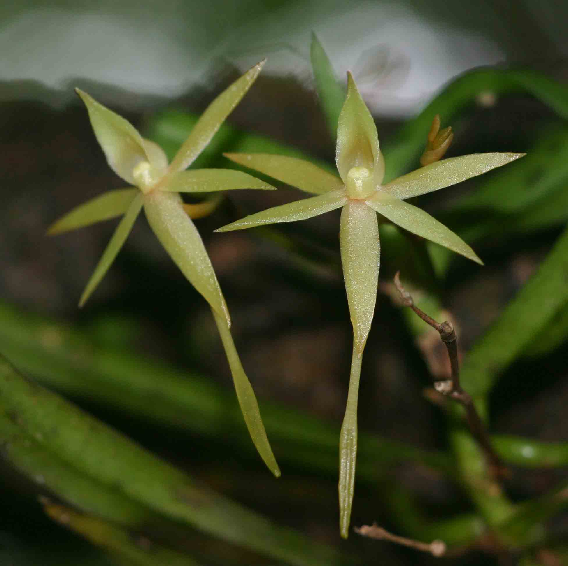 Angraecum cultriforme