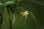Angraecum cultriforme