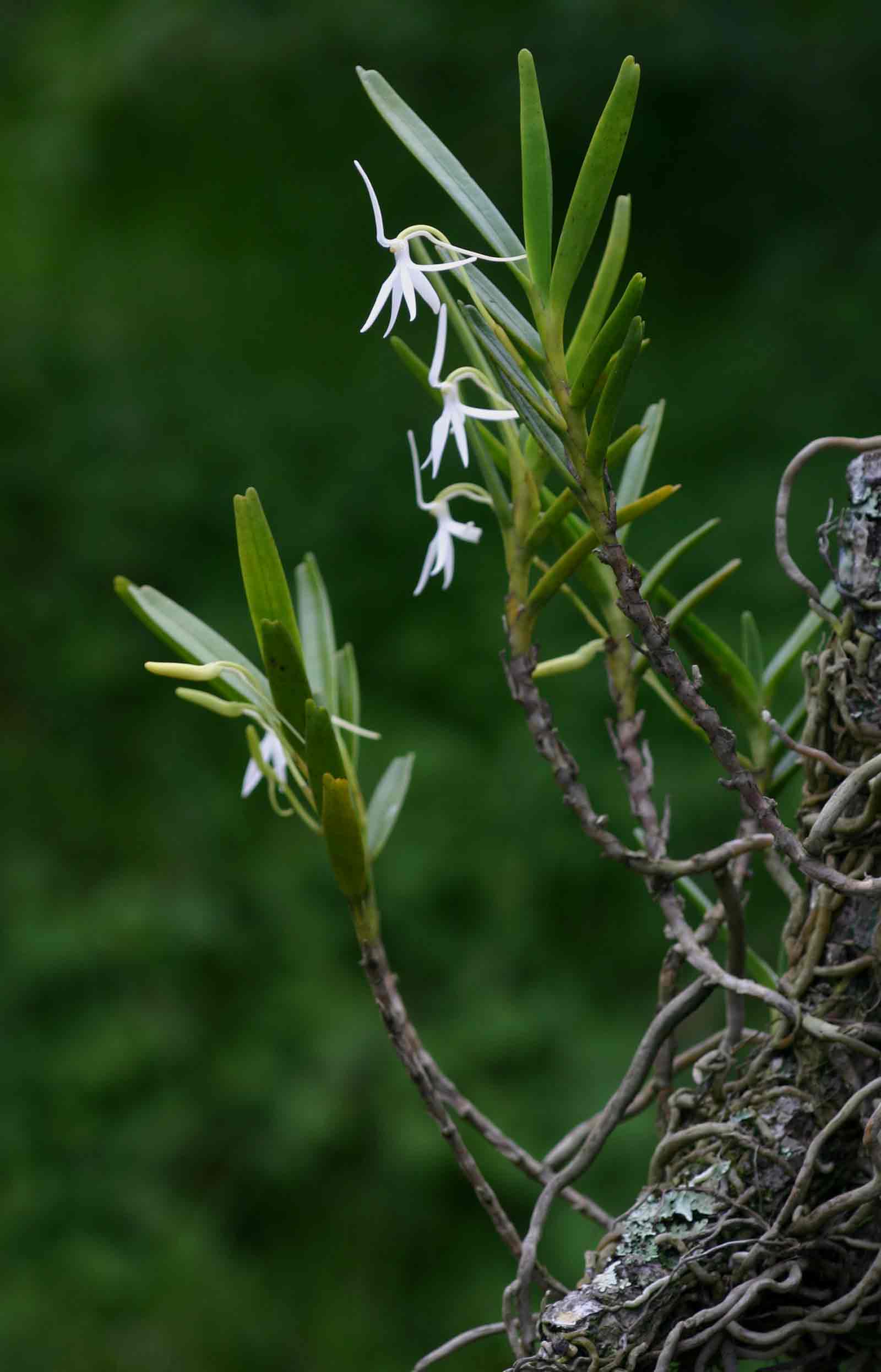 Jumellea walleri