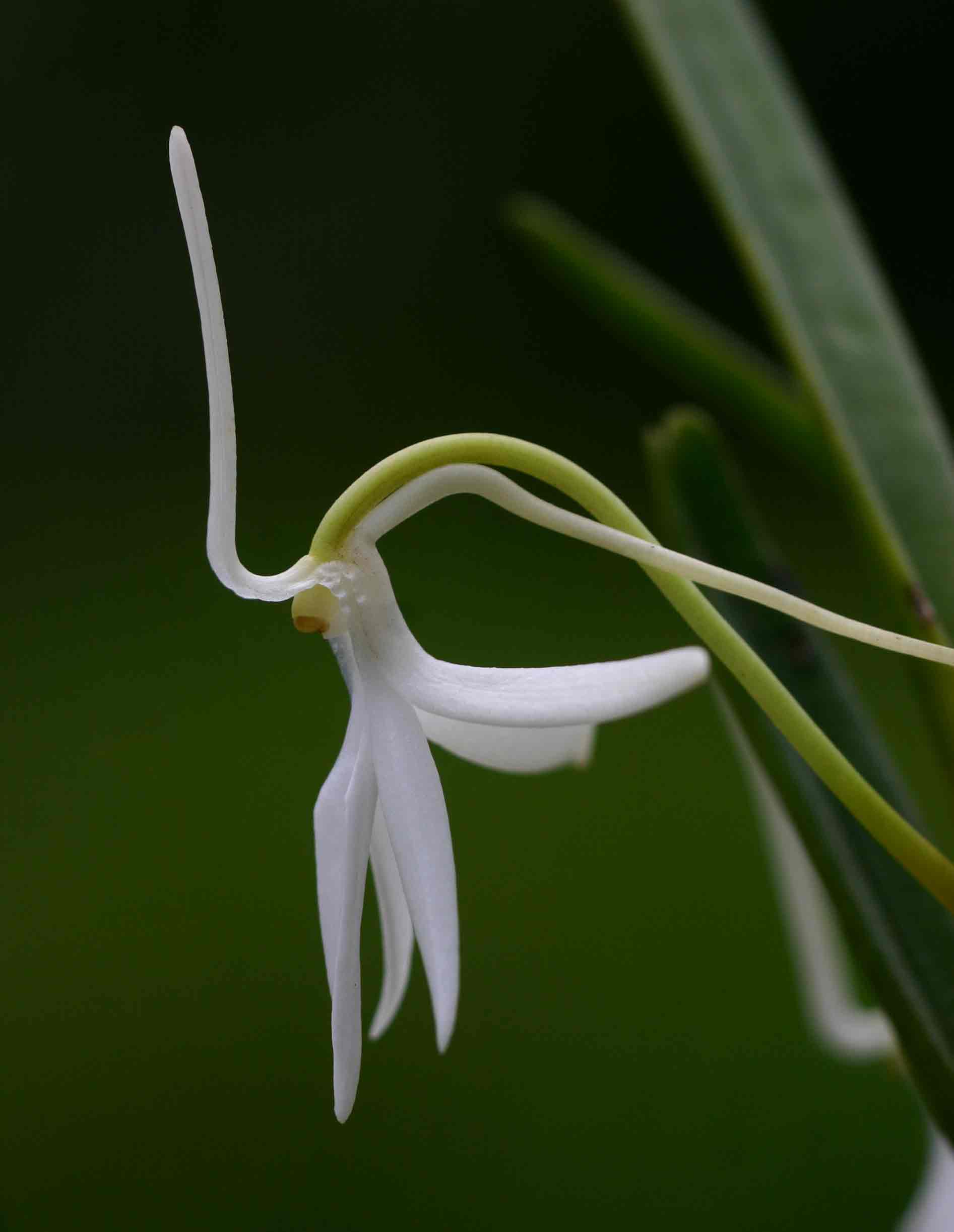 Jumellea walleri